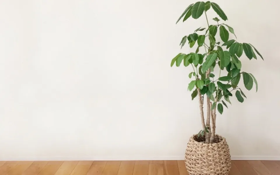 観葉植物がリビングに飾られている様子