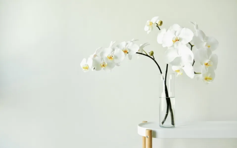 白い花が花瓶に活けられている様子